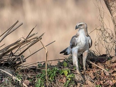 Bird watching tour in Nepal