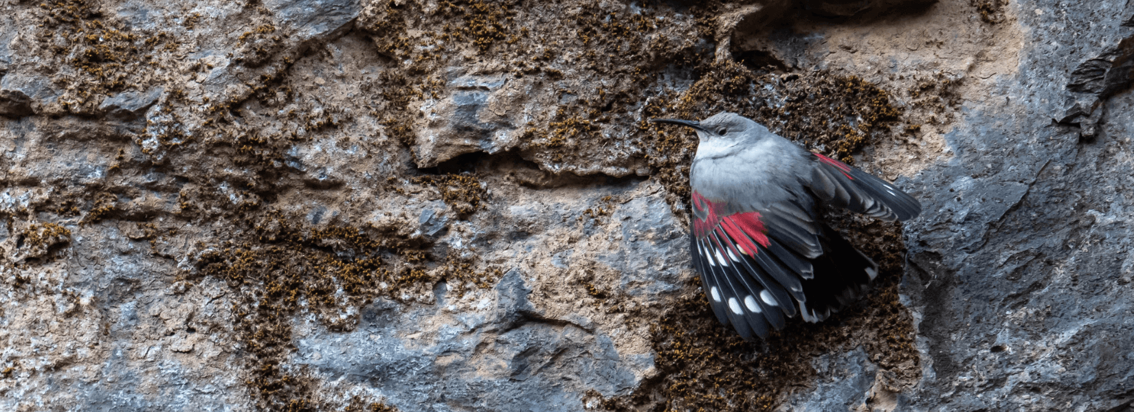 Bird watching tour around kathmandu valley