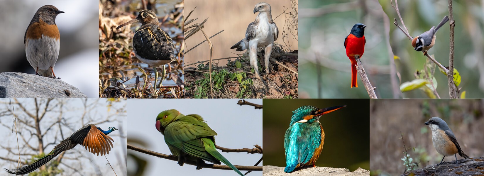 bird watching tour in Nepal