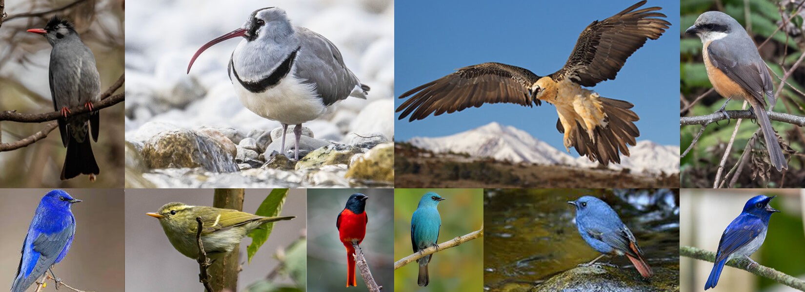 langtang valley birdwatching tour