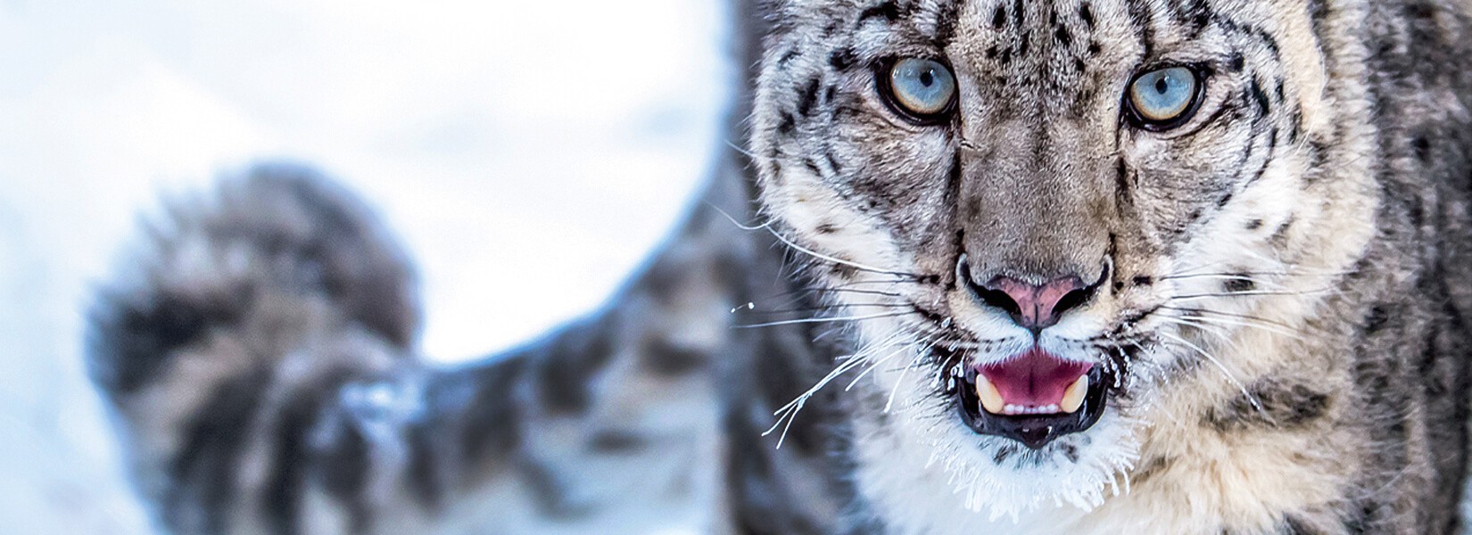 snow leopard photography tour