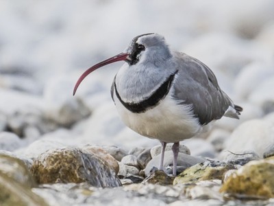 Bird watching tour