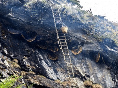 Honey Hunting Nepal