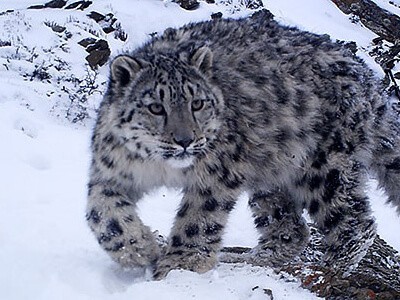 snow leopard photography tour